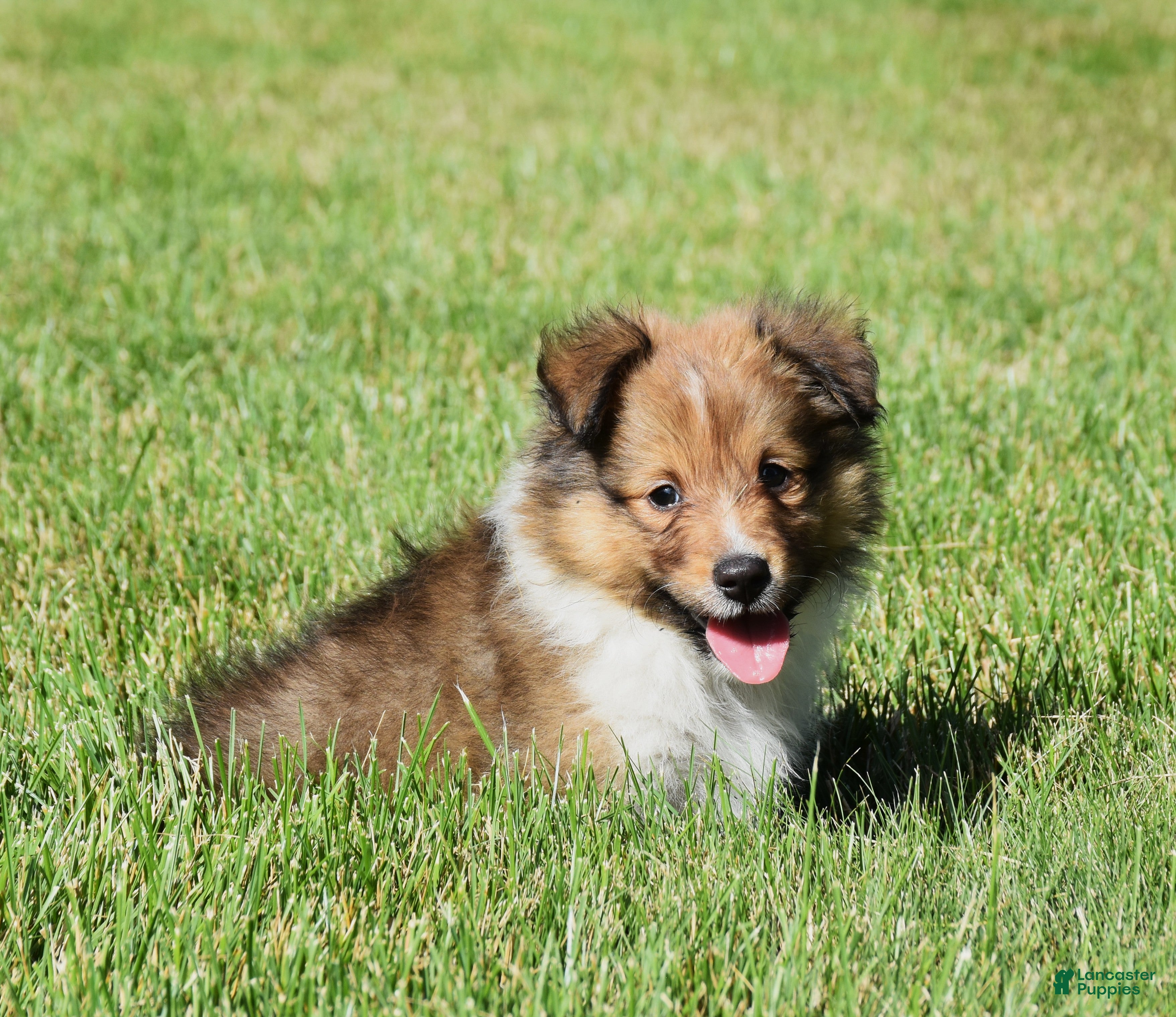 Shetland Sheepdog dogs Ninja - Ad 2