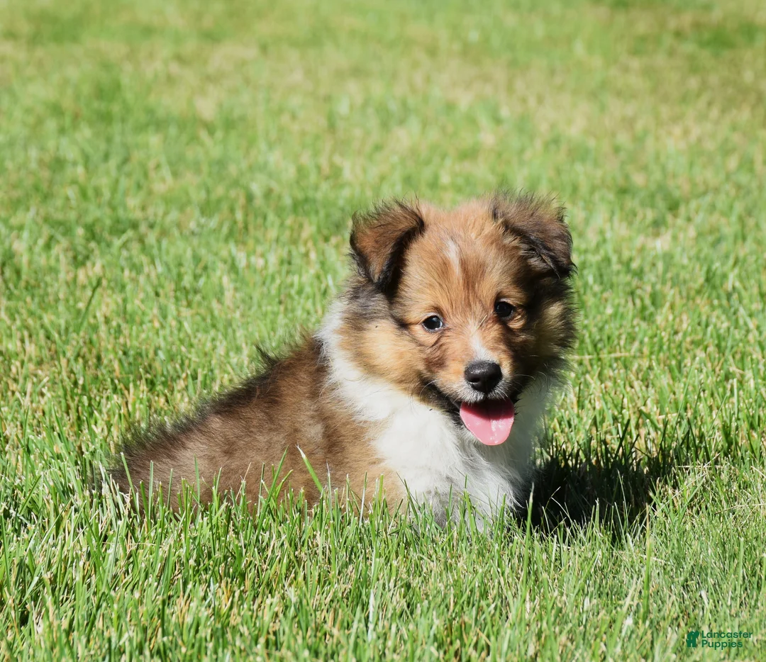 Shetland Sheepdog dogs for sale: Ninja - Ad 2