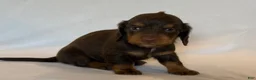 Miniature Dachshund dogs for sale: Betsy - Ad 3