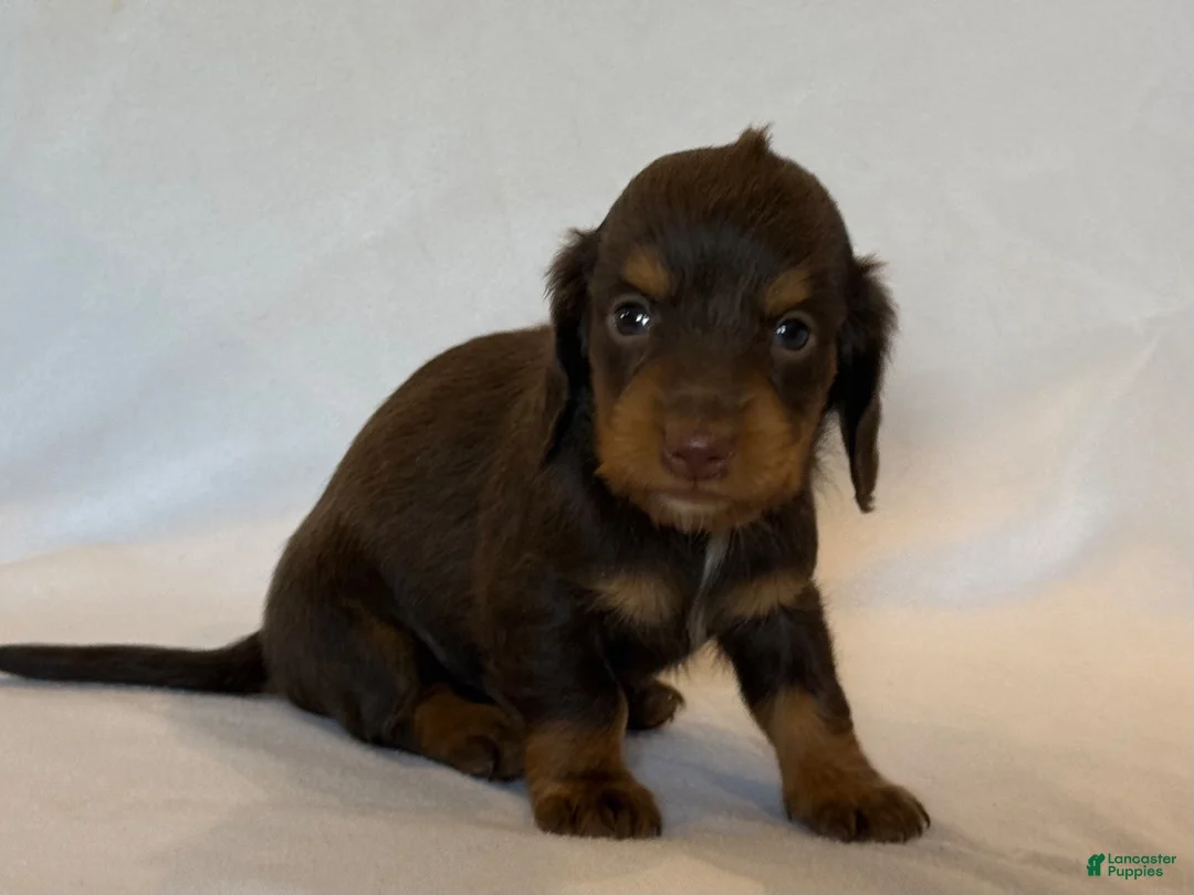 Miniature Dachshund dogs for sale: Betsy - Ad 3