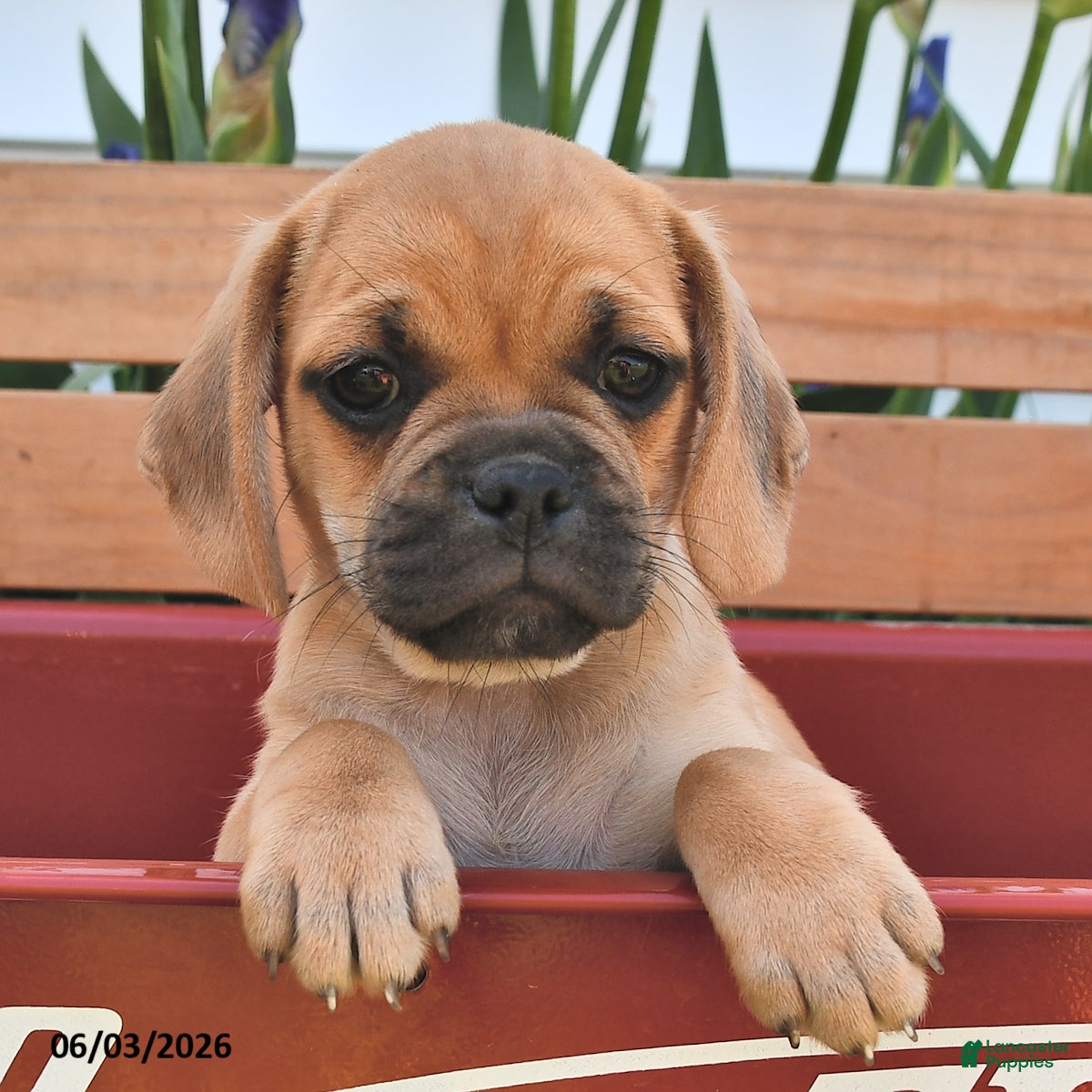 Puggle dogs Stardust    - Ad 1