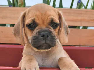 Puggle dogs for sale: Stardust - Ad 3