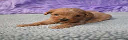 Cavapoo dogs for sale: Cavapoo 6 - Ad 23