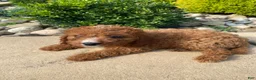 Cavapoo dogs for sale: Buddy - Ad 10