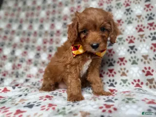 Cockapoo dogs Marcus - Ad 19