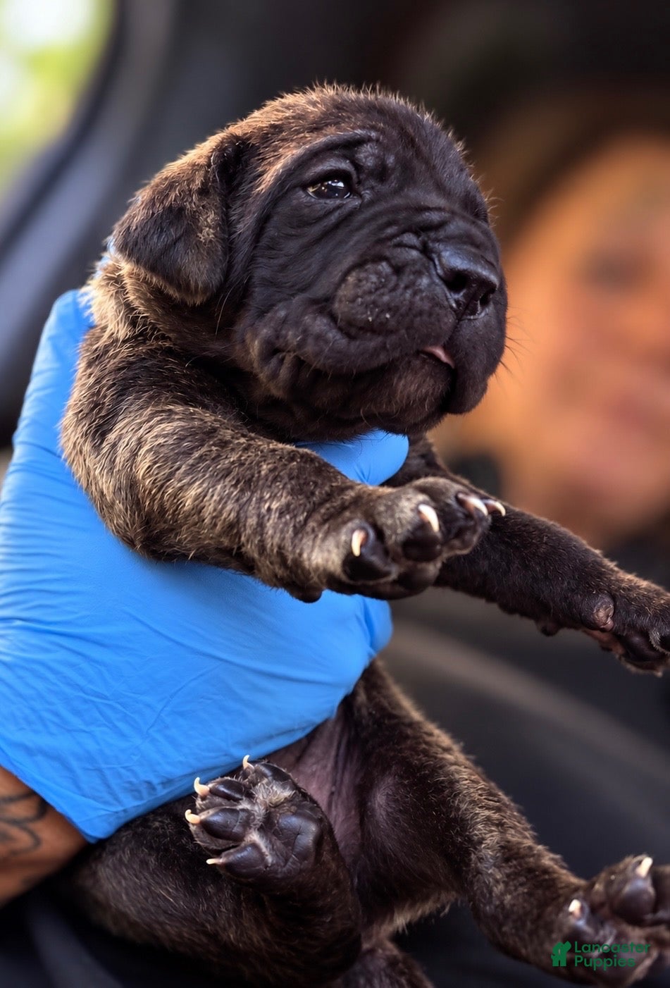 Cane Corso dogs Zara - Ad 1