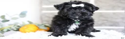 Yorkiepoo dogs for sale: Pixie - Ad 4