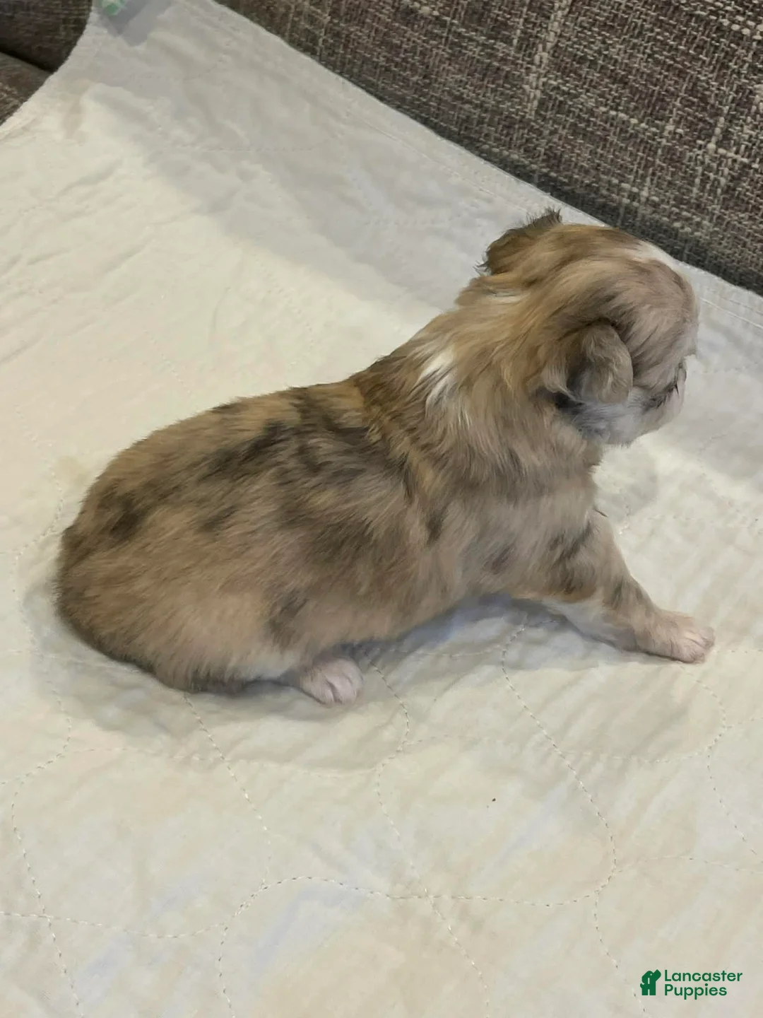 Chihuahua dogs for sale: Peyton - Ad 2