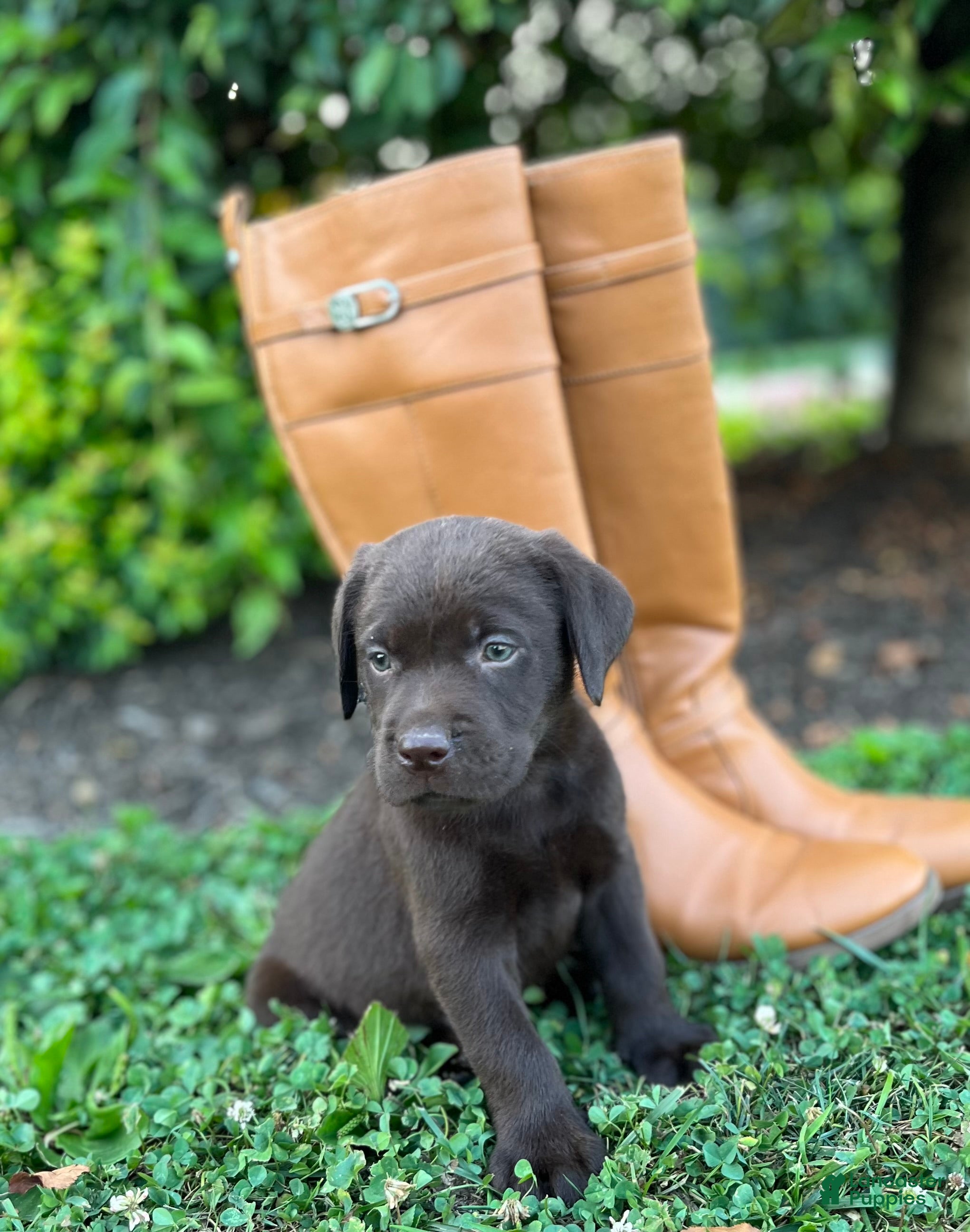 Labrador Retriever dogs Labrador Retriever 1 - Ad 2