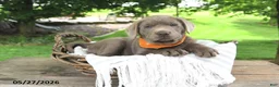 Labrador Retriever dogs for sale: Hans - Ad 2
