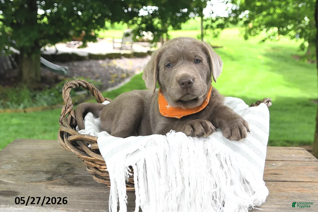 Labrador Retriever dogs for sale: Hans - Ad 2