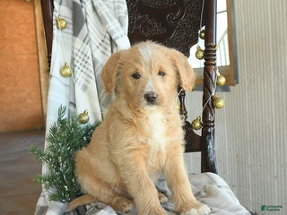 Labradoodle dogs Dixie - Ad 16