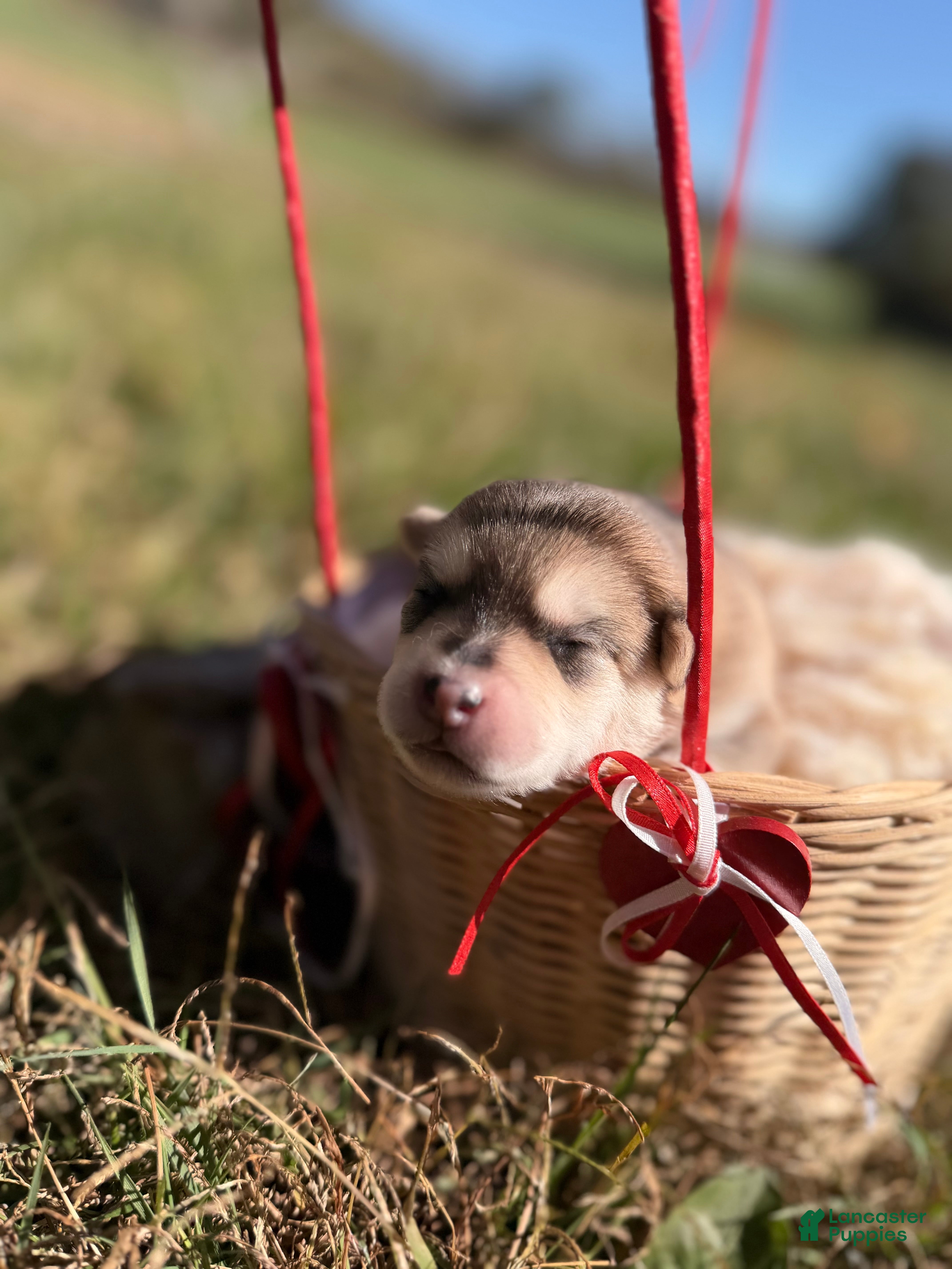 Pomsky dogs for sale: Pomsky 3 - Ad 2