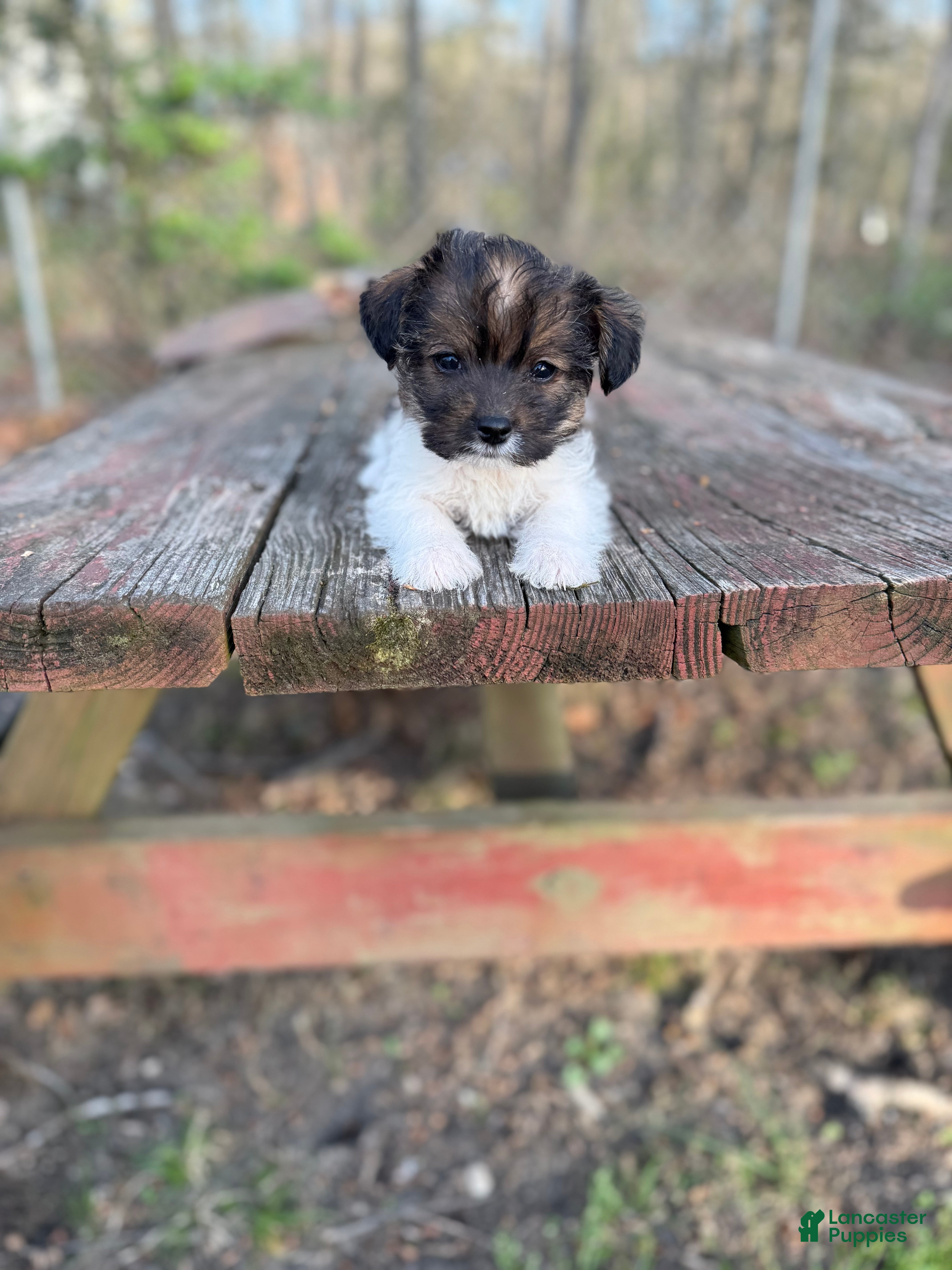 Yorkiepoo dogs Yorkiepoo Puppy 2 - Ad 2