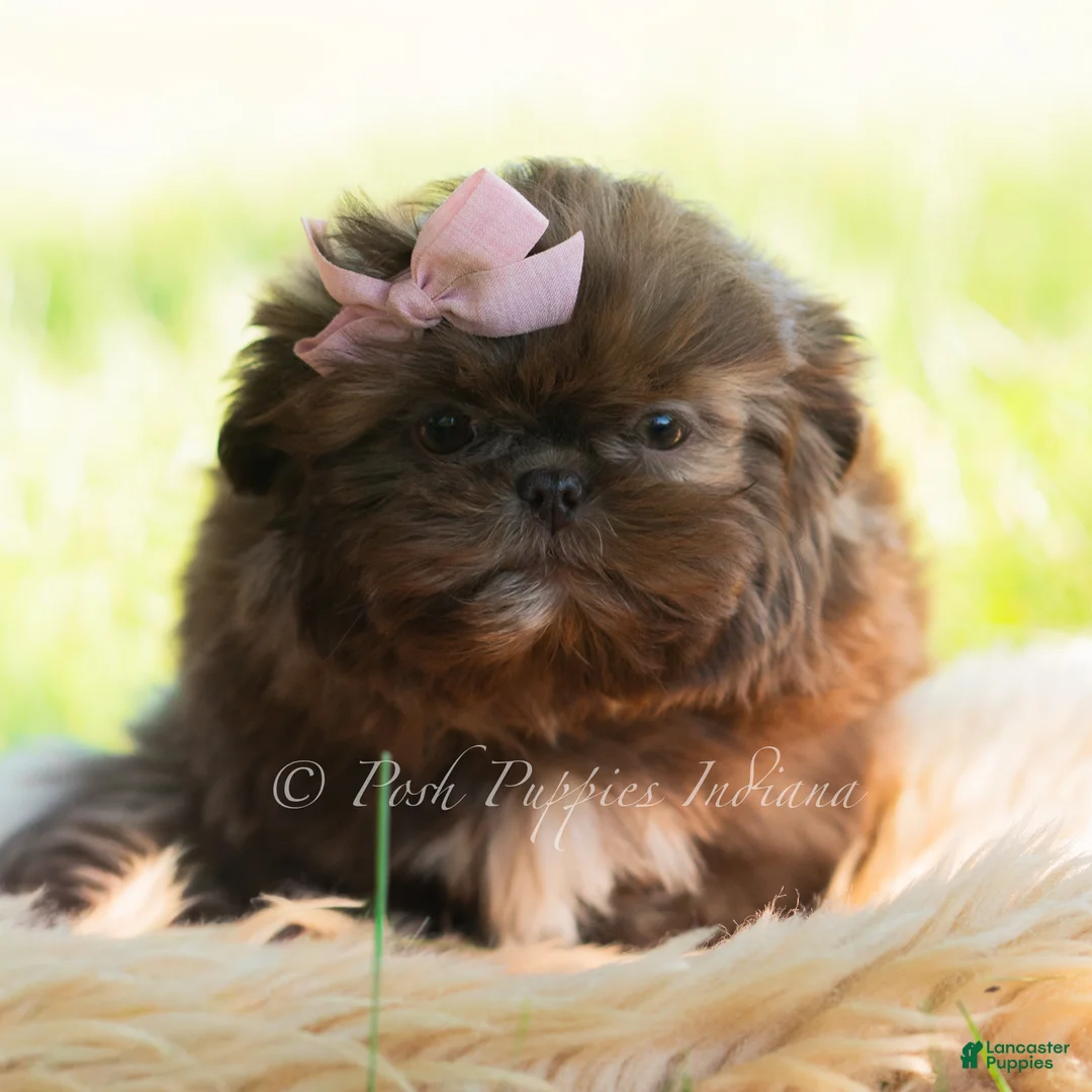 Shih Tzu dogs for sale: Clementine - Ad 6