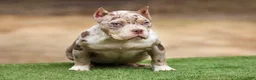 American Bully dogs for sale: Chocolate Tri Merle Female - Ad 6