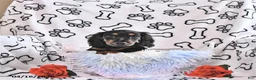 Miniature Dachshund dogs for sale: Kylo - Ad 3