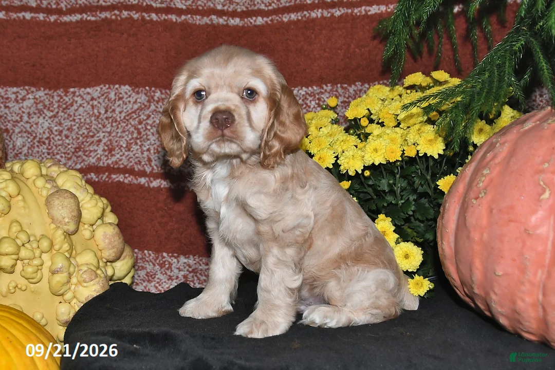 Cocker Spaniel dogs for sale: Sammy - Ad 2