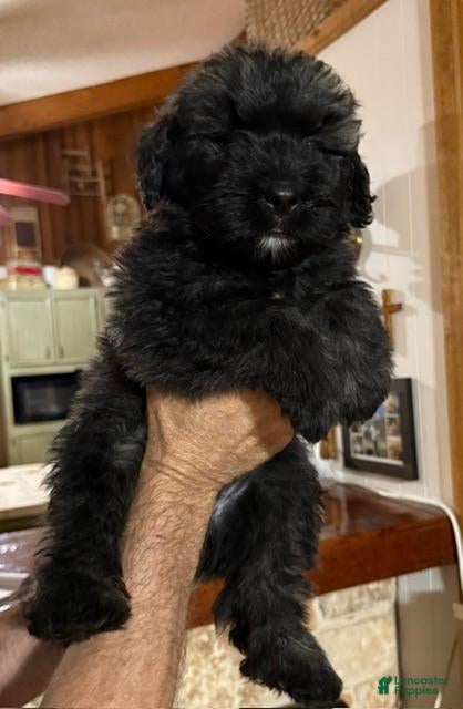 Bouvier Des Flandres dogs Ms Red - Ad 2