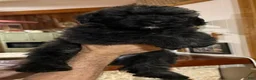 Bouvier Des Flandres dogs for sale: Ms Red - Ad 2
