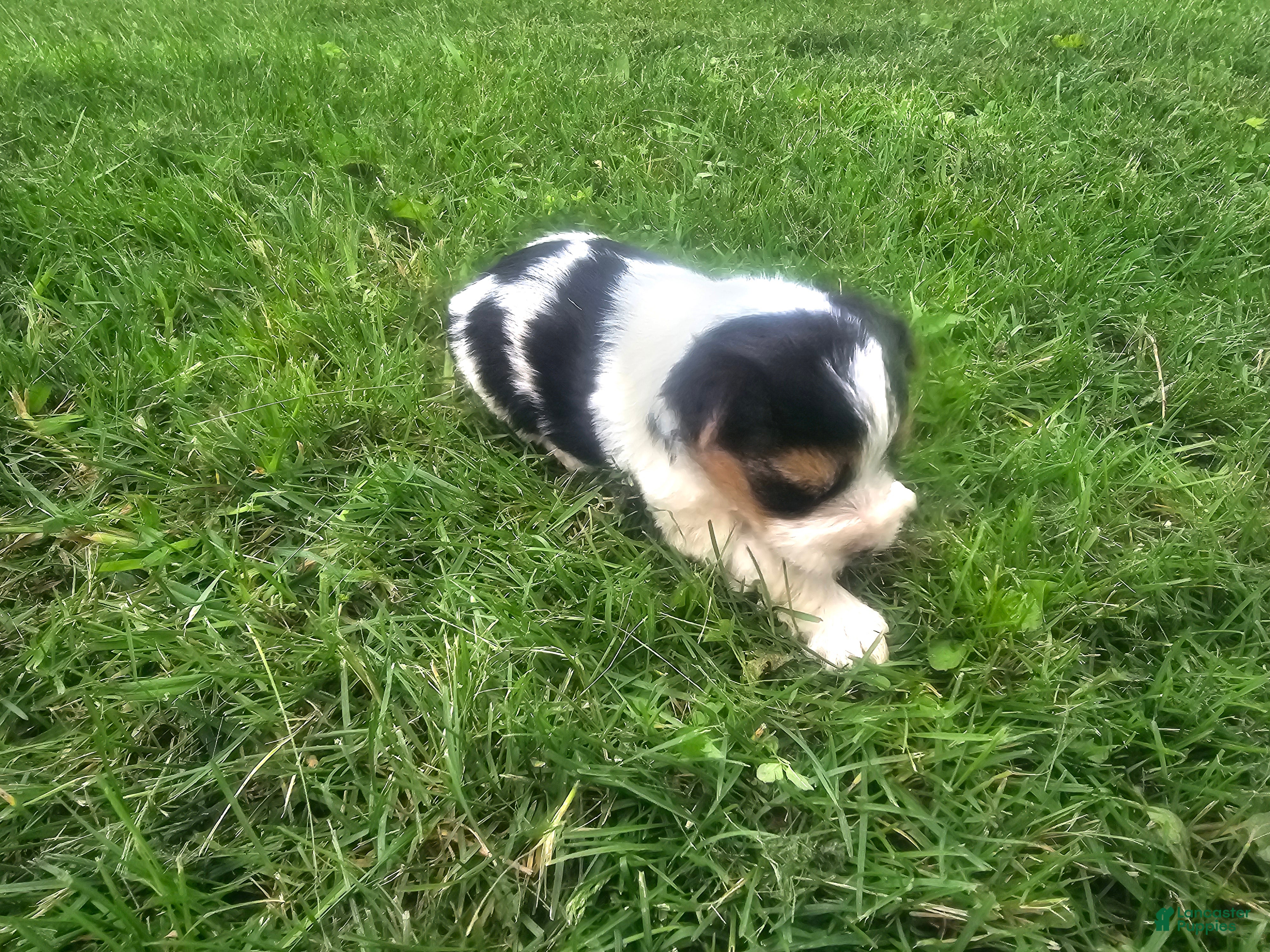 Yorkshire Terrier dogs Yorkshire Terrier Puppy 5 - Ad 1