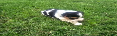Yorkshire Terrier Puppy 5