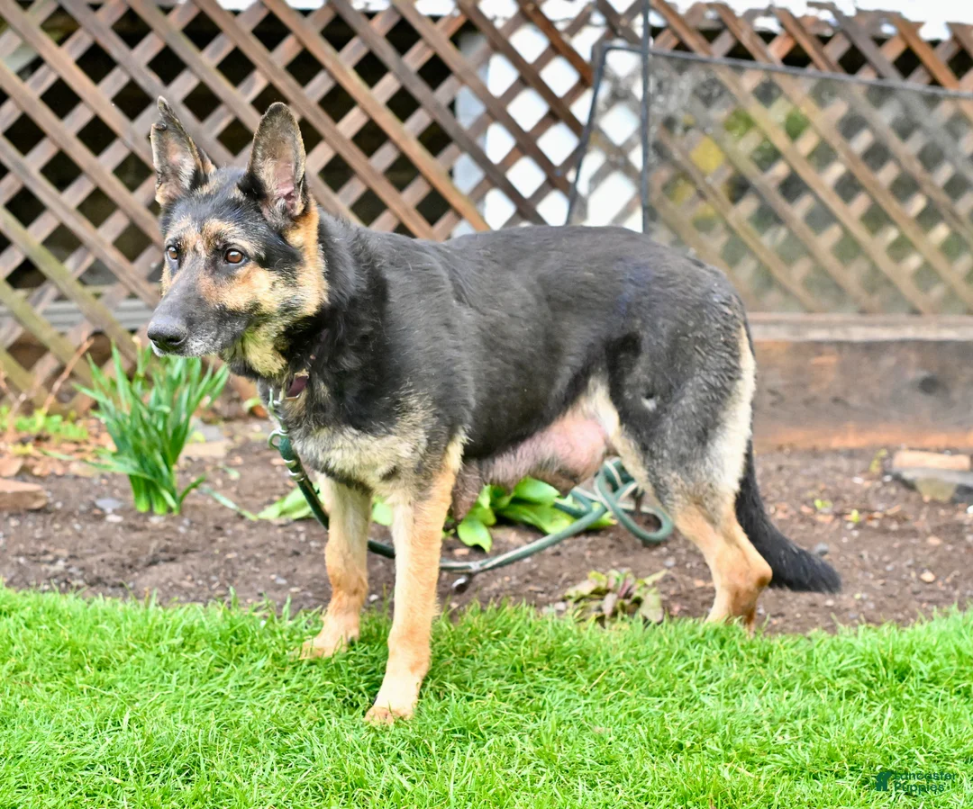 German Shepherd dogs for sale: Nova - Ad 3