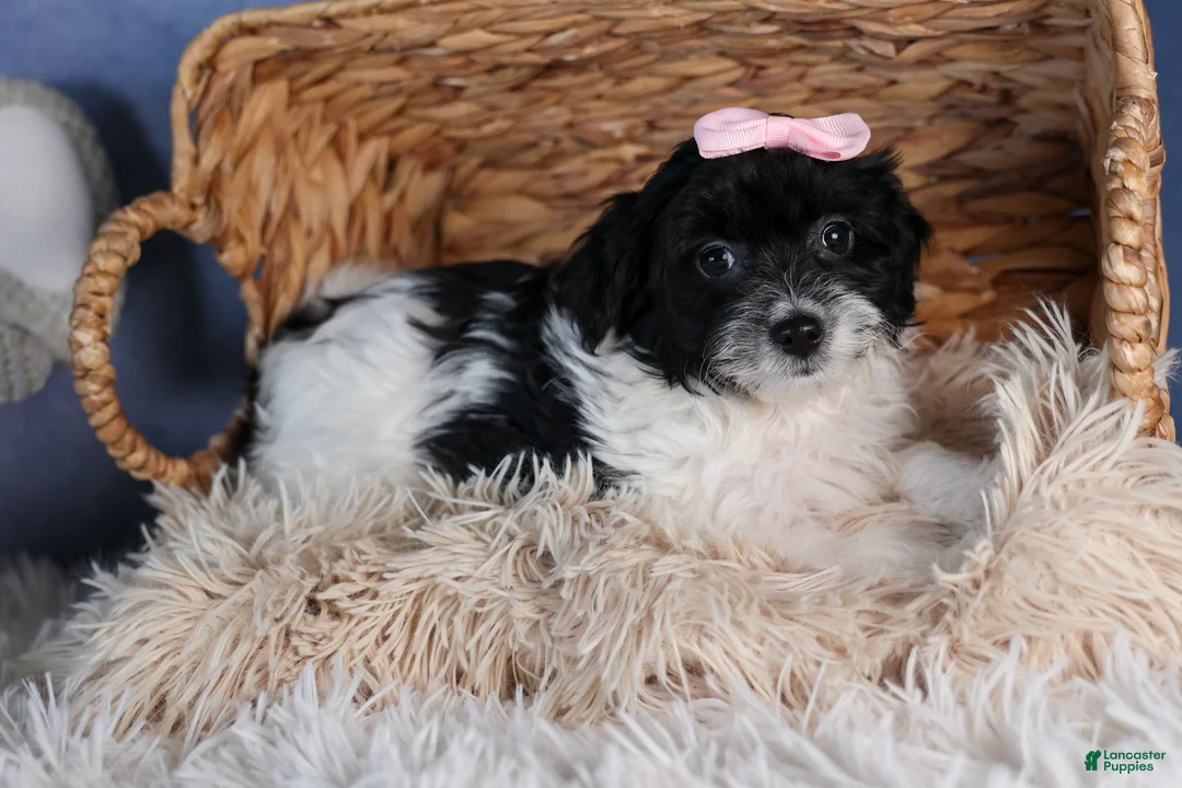 Havapoo dogs for sale: FREDA - Ad 4