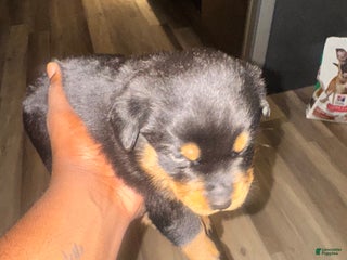 Rottweiler dogs - Ad 36