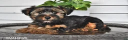 Yorkshire Terrier dogs for sale: Casey - Ad 1