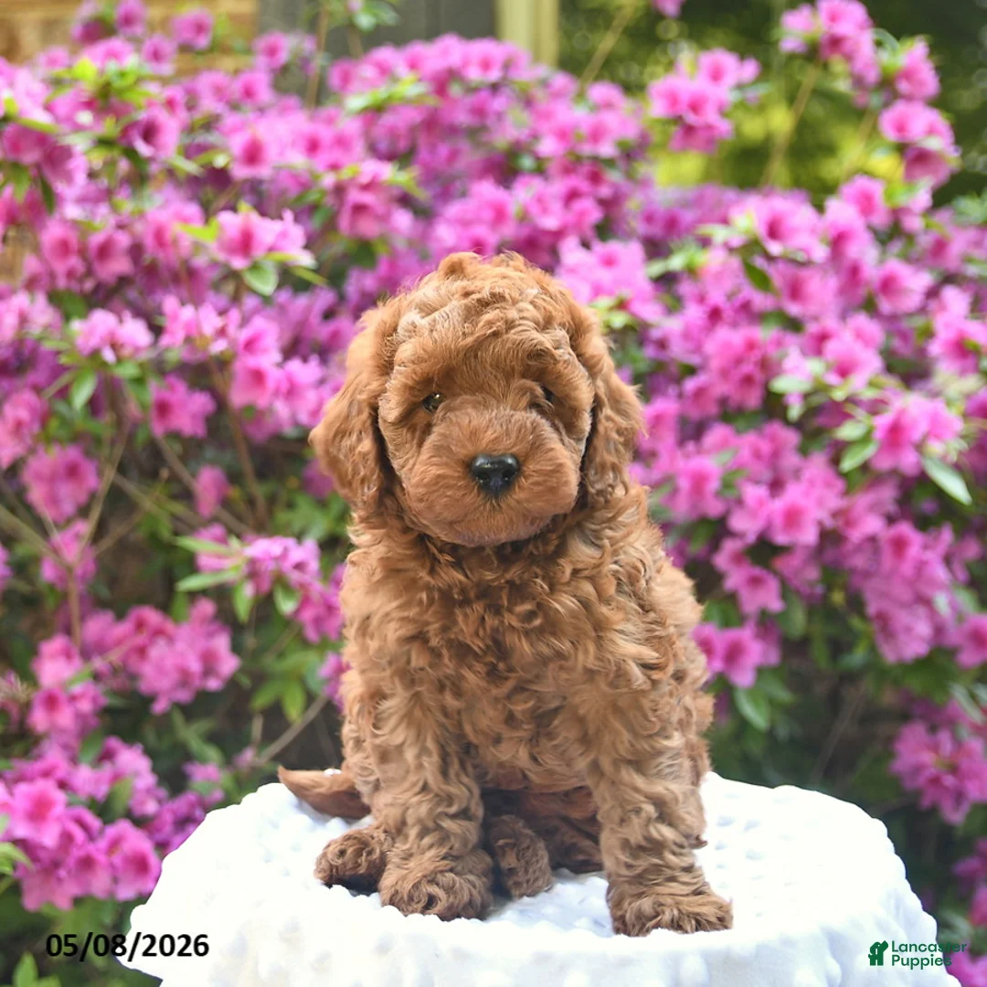 Cavapoo dogs for sale: Bear  - Ad 3