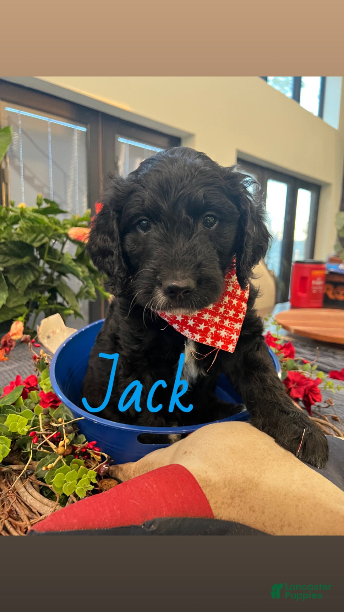 Goldendoodle dogs Jack - Ad 1
