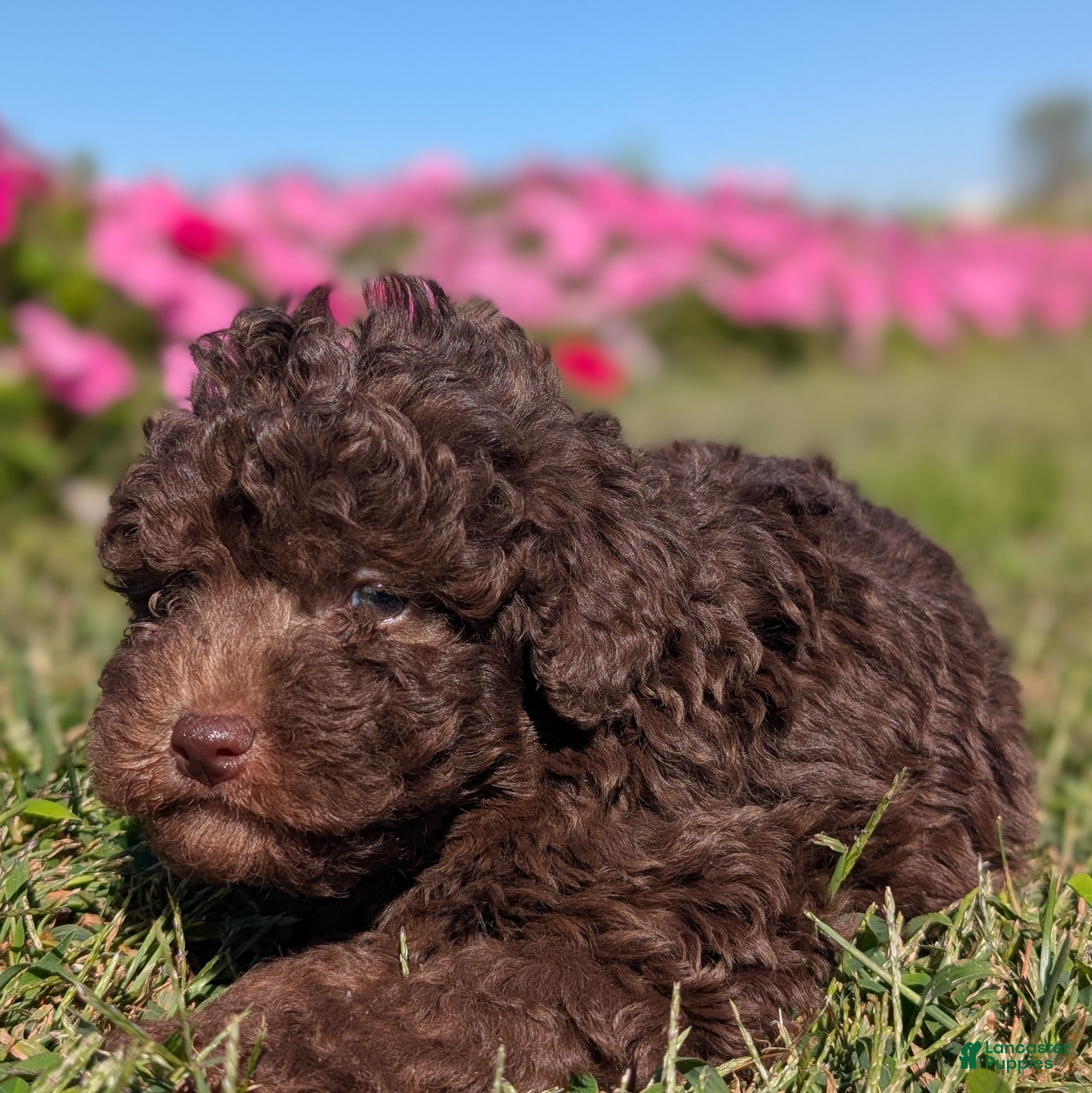 Toy Poodle dogs Kit Kat - Ad 2