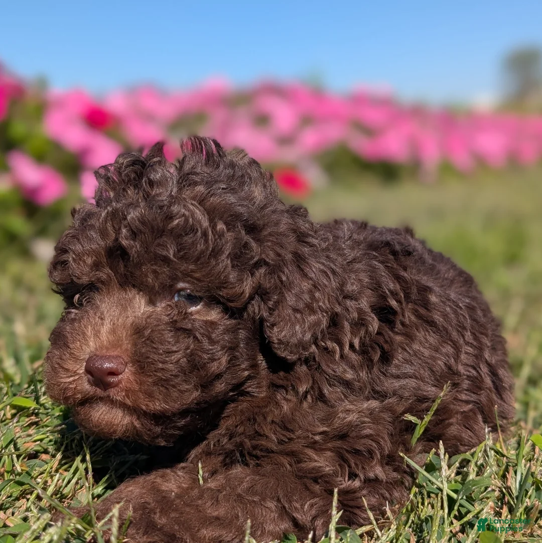 Toy Poodle dogs for sale: Kit Kat - Ad 2