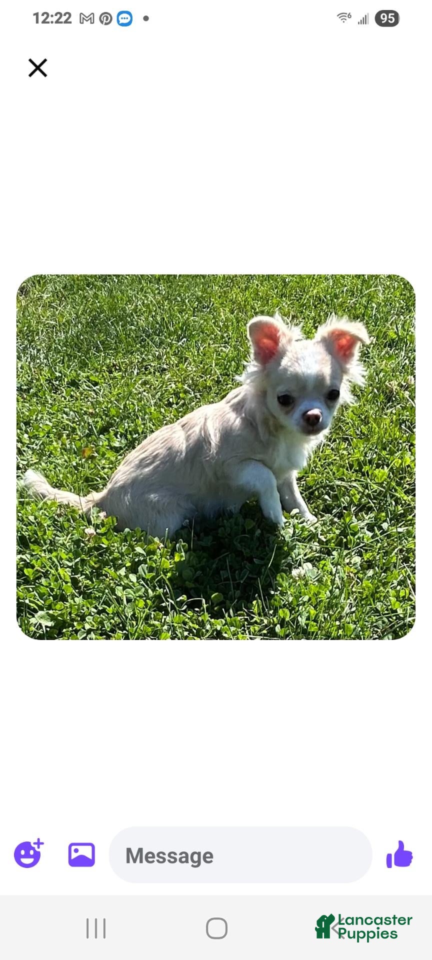Chihuahua dogs for sale: Chihuahua 1 - Ad 2