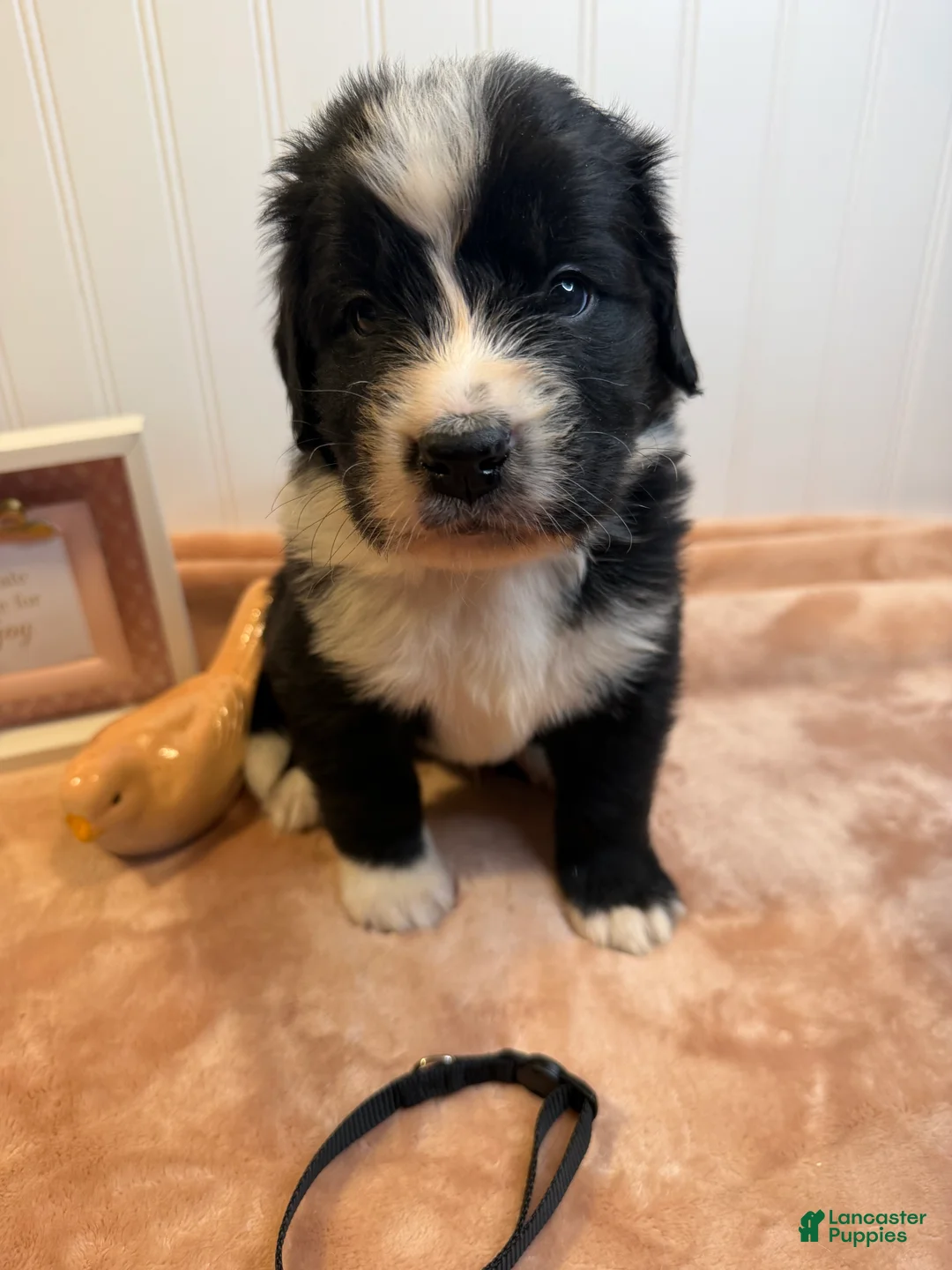 Mixed Breed dogs for sale: Mixed Breed Puppy 1 - Ad 1