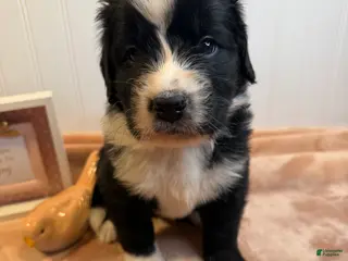 Mixed Breed dogs Mixed Breed Puppy 1 - Ad 16