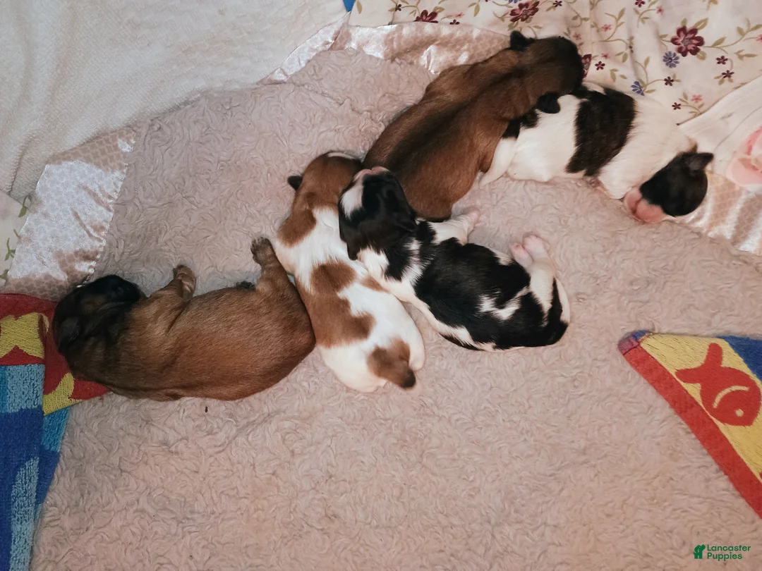 Shih Tzu dogs for sale: Shih Tzu Puppy 4 - Ad 1