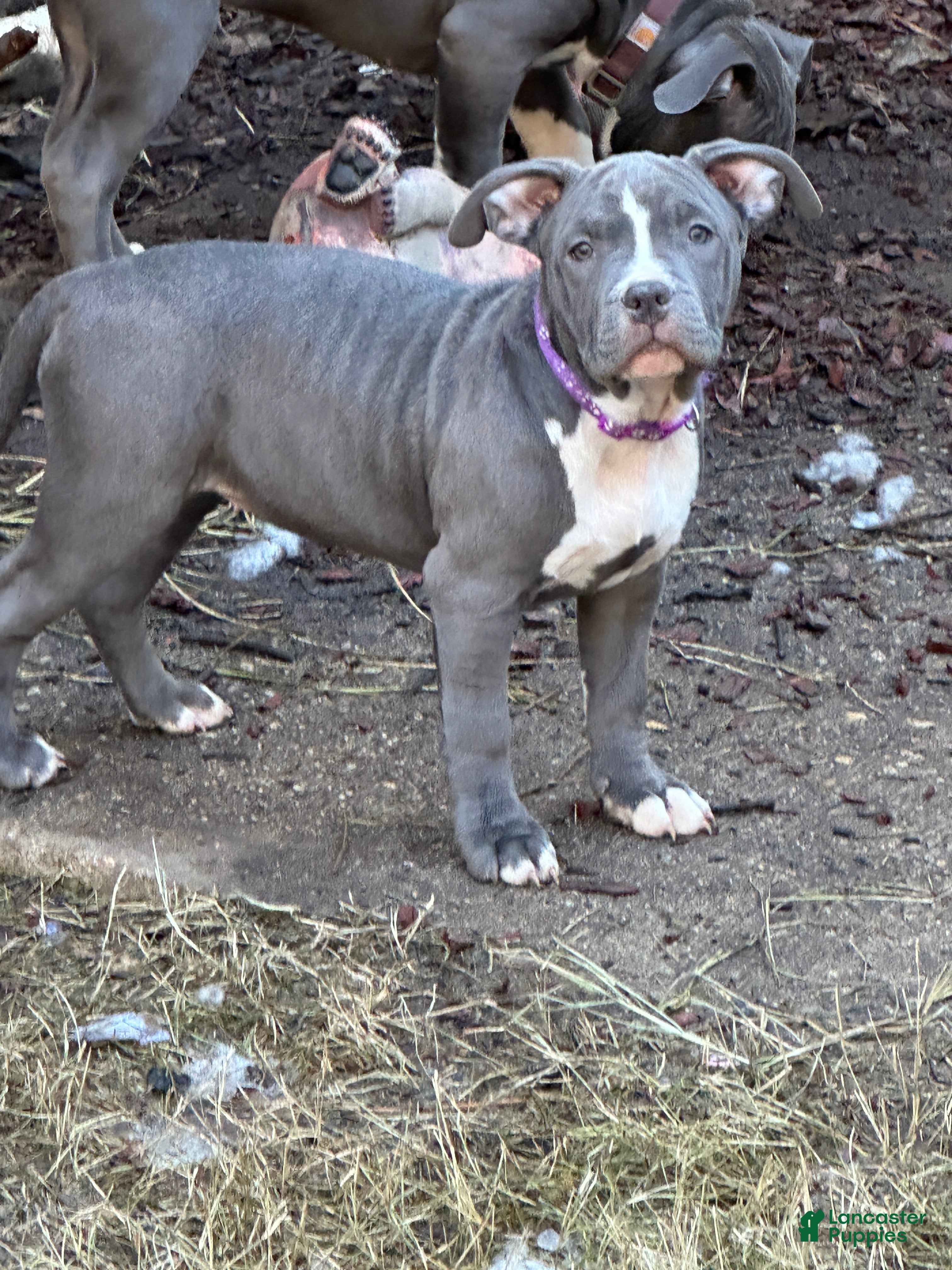 American Bully dogs Sadie (Purple) ABKC Blue - A Great Christmas Present!! - Ad 12