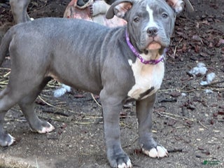 American Bully dogs Sadie (Purple) ABKC Blue - A Great Christmas Present!! - Ad 13