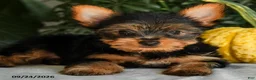 Yorkshire Terrier dogs for sale: Josie - Ad 3