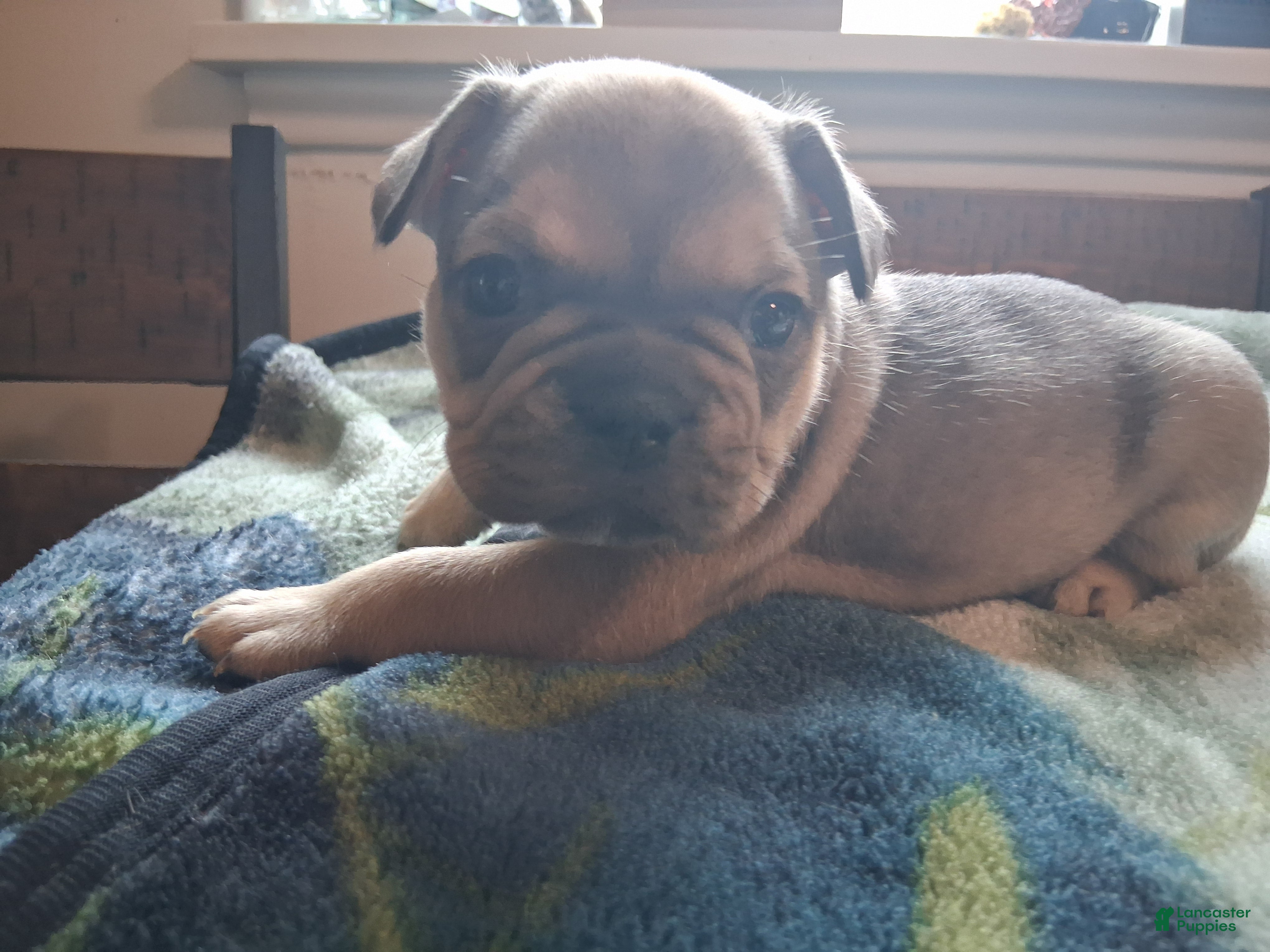 French Bulldog dogs Bobby - Ad 1