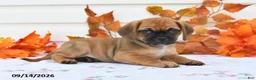 Puggle dogs for sale: Amy - Ad 3