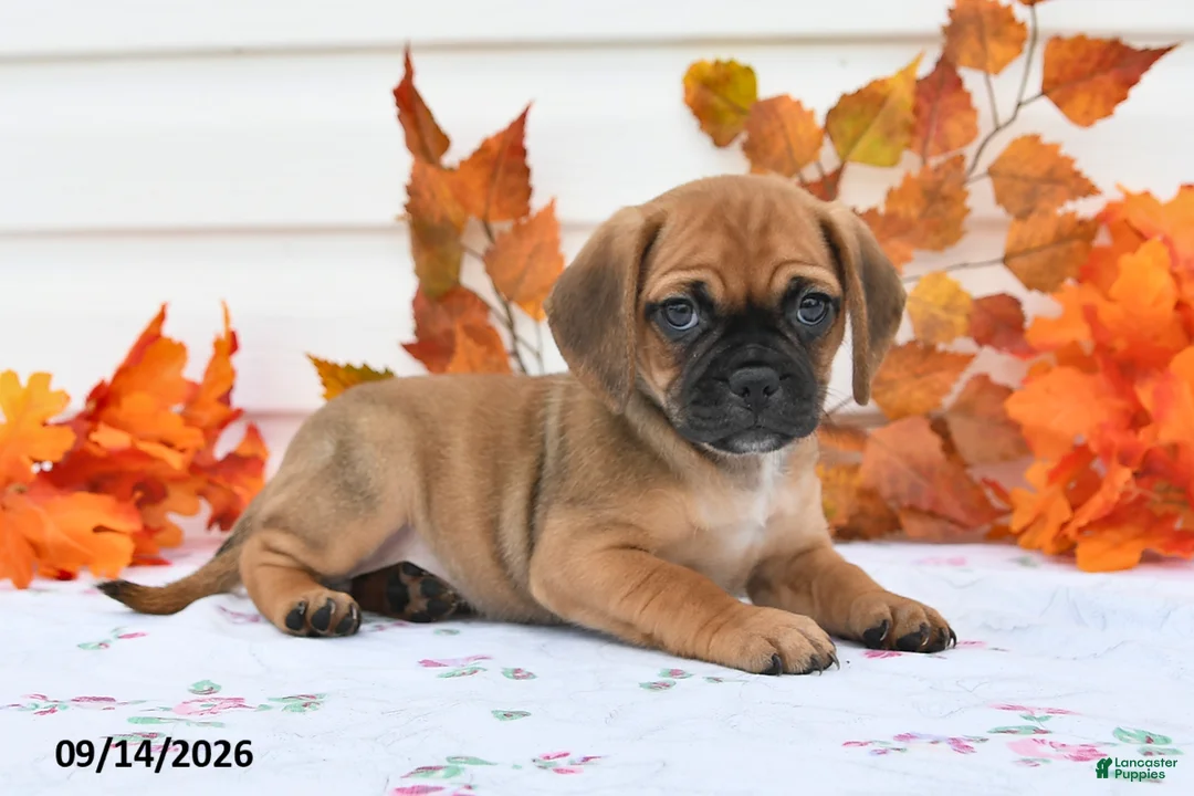Puggle dogs for sale: Amy - Ad 3