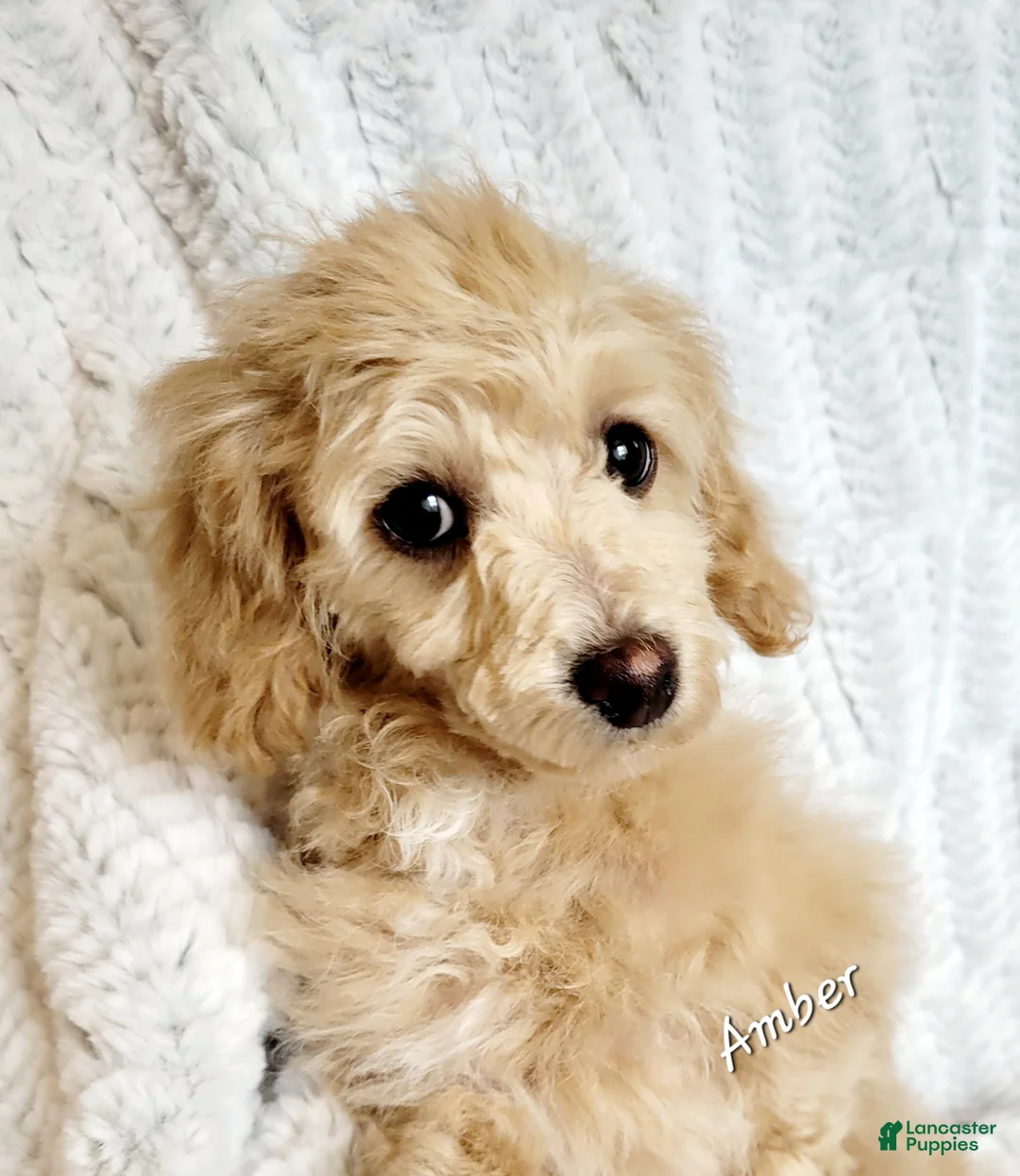 Miniature Poodle dogs for sale: Amber  - Ad 2