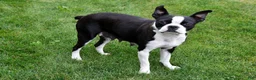 Boston Terrier dogs for sale: Jasper - Ad 7