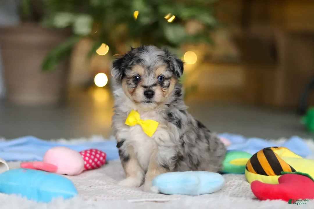 Mixed Breed dogs for sale: Benny - Ad 1