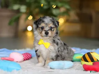 Mixed Breed dogs Benny - Ad 13