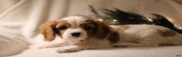 Cavalier King Charles Spaniel dogs for sale: Leo - Ad 6