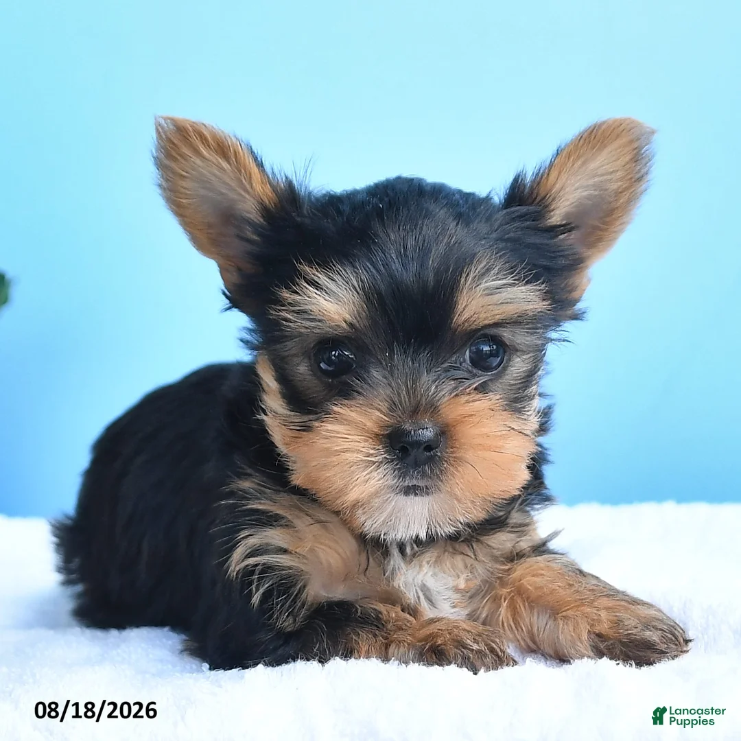 Yorkshire Terrier dogs for sale: Estelle - Ad 2